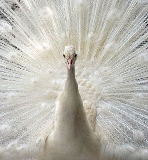 تخم نطفه دار طاووس سفید هندی