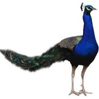 تخم نطفه دار طاووس سبز هندی