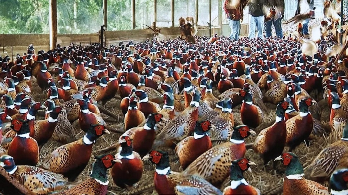 بررسی انواع نژاد قرقاول