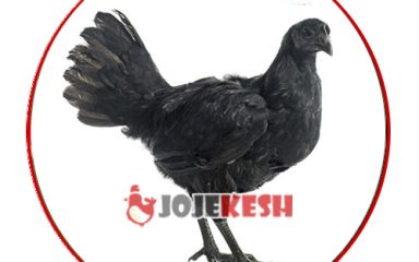 تخم نطفه دار ایام سمانی