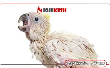 پرورش و نگهداری طوطی سانان