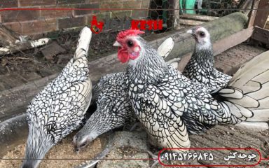 آشنایی با انواع مرغ و خروس زینتی