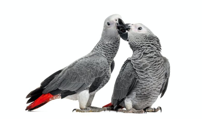 جوجه کشی انواع طوطی