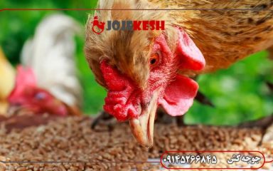 نقش تغذیه در سیستم ایمنی طیور