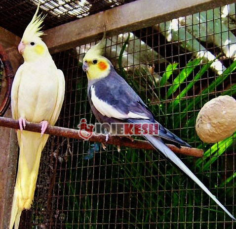 عروس هلندی