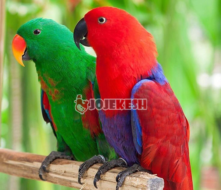 طوطی اکلکتوس