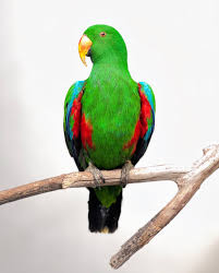 طوطی اکلکتوس