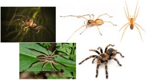 چند روش برای فراری دادن عنکبوت ها