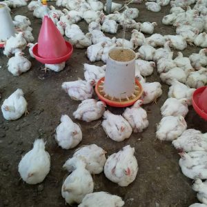 به راحتی مرغ گوشتی پرورش دهید