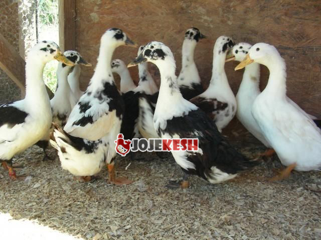 مرغابی آنکونا