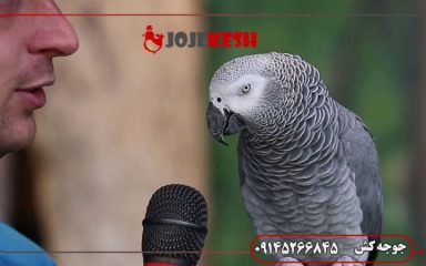چگونه تقلید صدا را به طوطی خود بیاموزیم؟