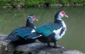 تشخیص جنسیت اردک