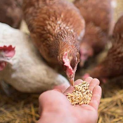 نقش تغذیه در سیستم ایمنی طیور