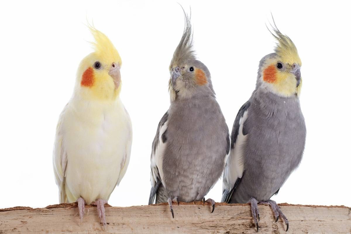 تغذیه عروس هلندی