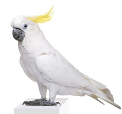 طوطی کاکادو نژاد تاج زرد