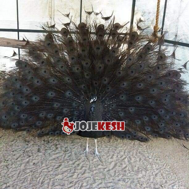 طاووس شکلاتی 