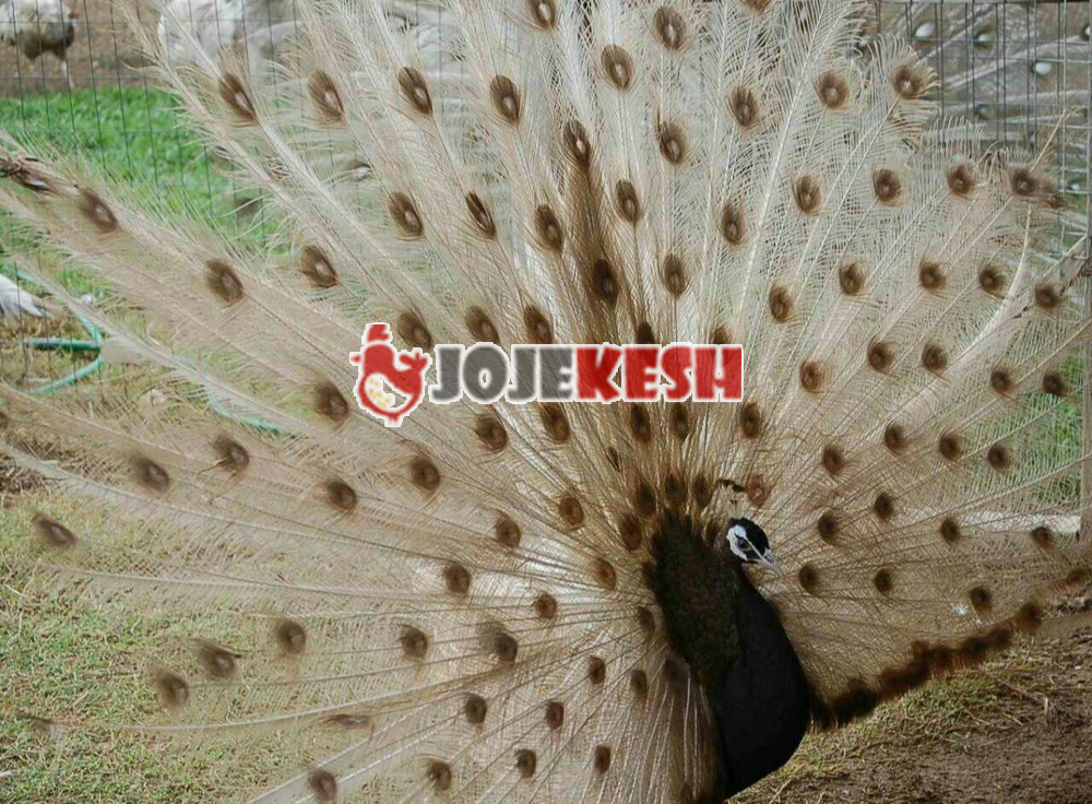 تخم نطفه دار طاووس شکلاتی