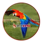 ماکائوی قرمز بال سبز