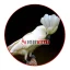 کاکادوی آمبرلا (Umbrella Cockatoo)