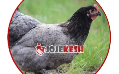 تخم نطفه دار مرغ آیسبار