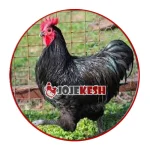 تخم نطفه دار مرغ استرالوپ(استرالورپ)