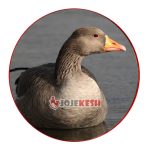 تخم نطفه دار غاز نژاد اکراینی