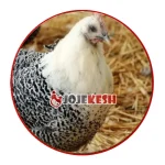 پرورش مرغ براکل