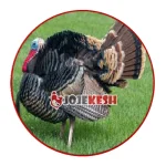 بوقلمون محلی