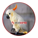 کاکادوی تاج پرتقالی