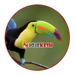 تخم نطفه دار توکان توکو