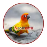 تخم نطفه دار طوطی خورشیدی