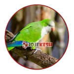 طوطی راهب کواکر