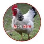 تخم نطفه دار مرغ ساسکس