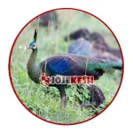 طاووس سبز (Pavo muticus)