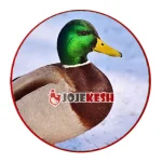 اردک سَرسبز یا مالارد
