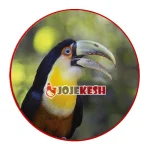 تخم نطفه دار توکان سینه گوگردی