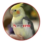 عروس هلندی ابلق