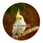 عروس هلندی لوتینو