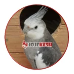 عروس هلندی وایت فیس