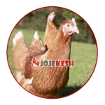 تخم نطفه دار مرغ لوهمن براون