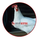 تخم نطفه دار مرغ لگهورن