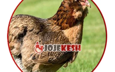تخم نطفه دار مرغ آراکانا