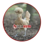 تخم نطفه دار مرغ لهستانی رنگی