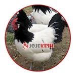 تخم نطفه دار مرغ لکنولدر