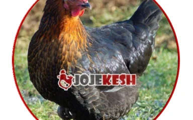 تخم نطفه ‌دار مرغ ولسامر