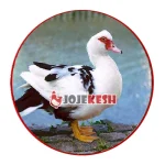 اردک مسکویی