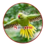 تخم نطفه دار طوطی ملنگو