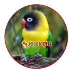 طوطی برزیلی نقابدار