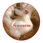 مرغ گوشتی با راندمان بالا