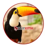 تخم نطفه دار توکان چوکو